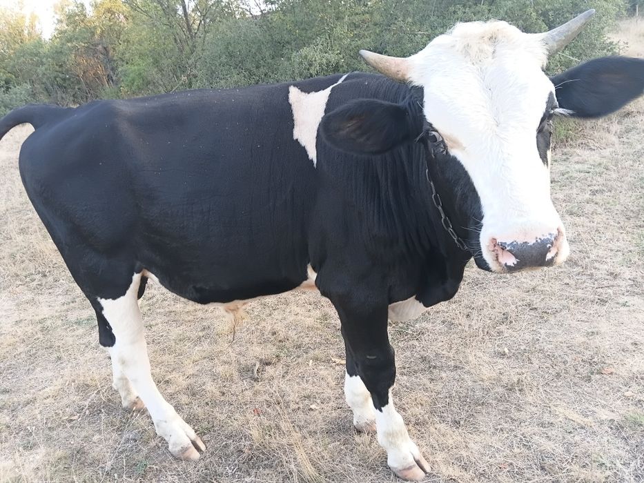 Doi taurasi de vânzare
