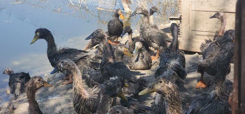 ORDAK TUXUMLARI ISTEMOL UCHUN Урдак Тухуми Утиное Яйцо для потребления