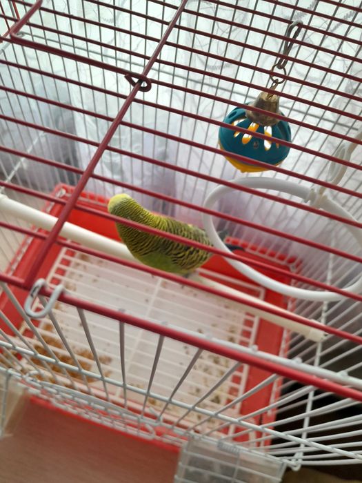 Продам попугаи волнистого.