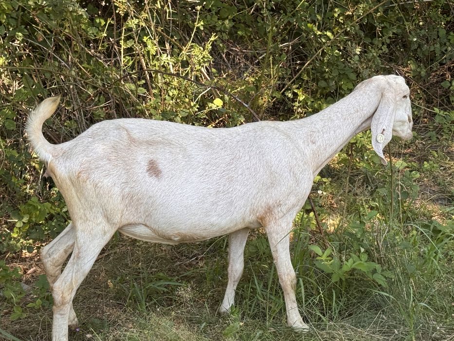 Capra amglonubian grstanta