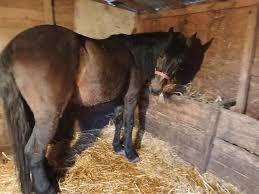 Vand cal căruță de calitate