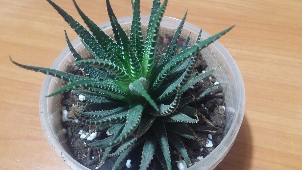 Хавортия комнатная