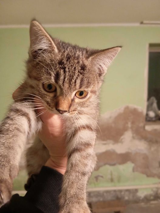 Котенок в добрые руки