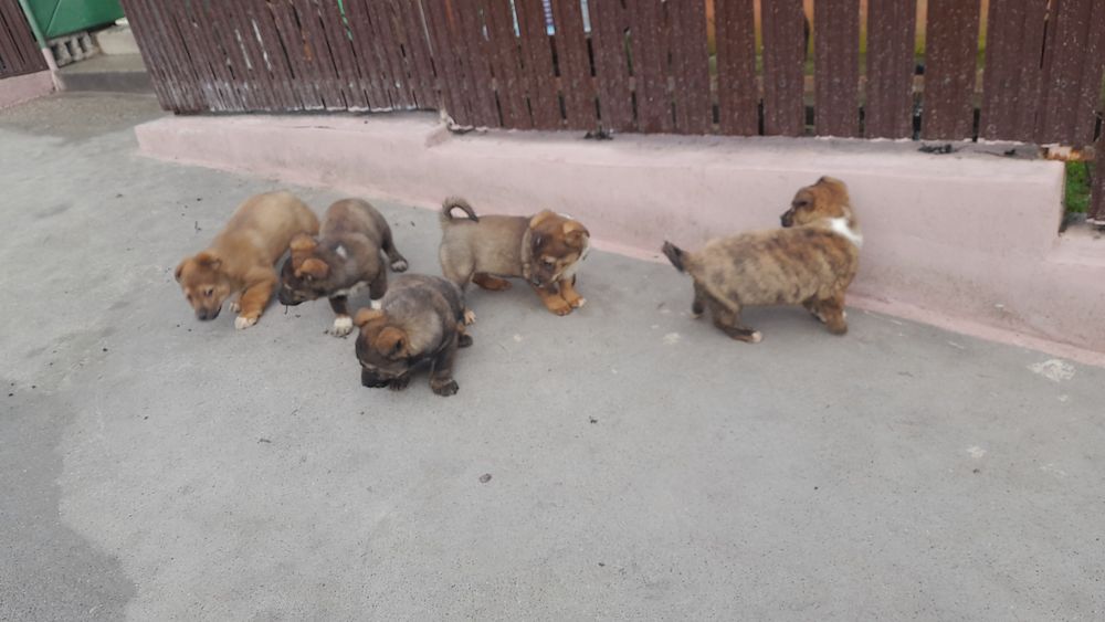 Adoptie pui de caine