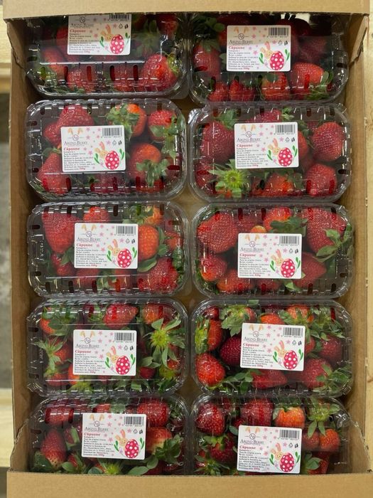 Клубника свежая розница и опт