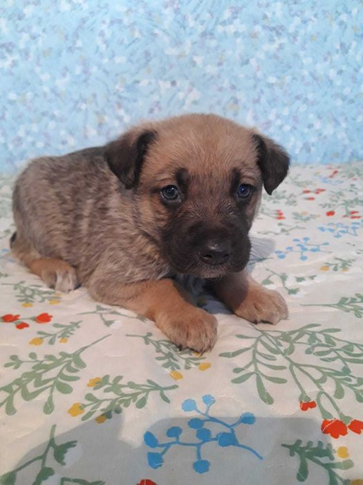 Пристраиваются в добрые руки щенки