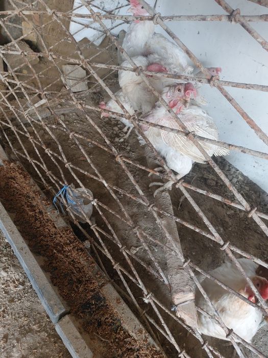 Toviqlar 11 ta xo'roz 1 ta   xo'roz sotiladi