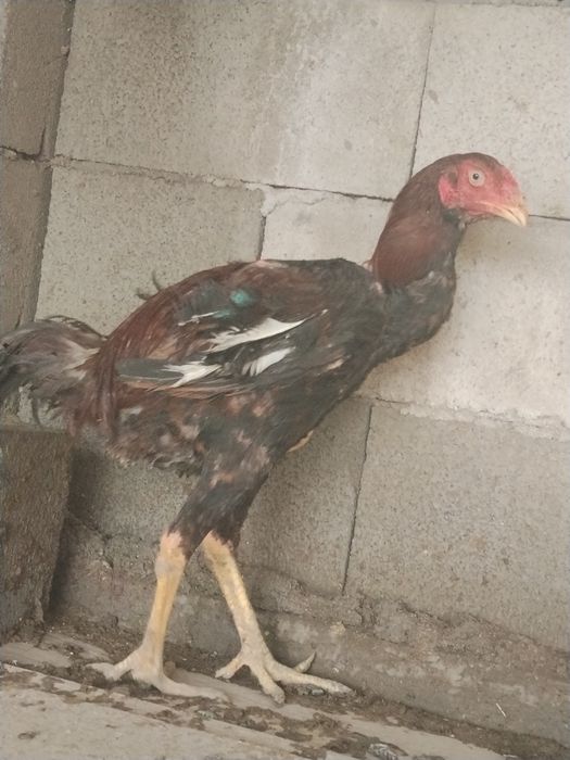 Продам индюк индоутка дакан