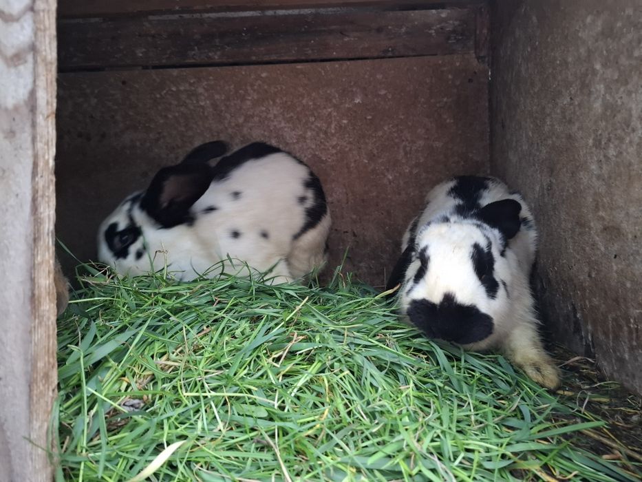 Vând iepurii detalii în privat