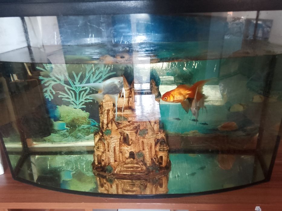 Продам аквариум большой