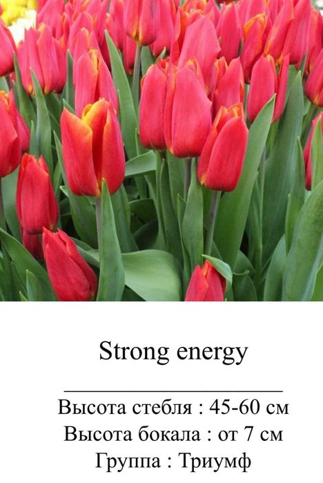 Цветы, тюльпаны оптом и в розницу