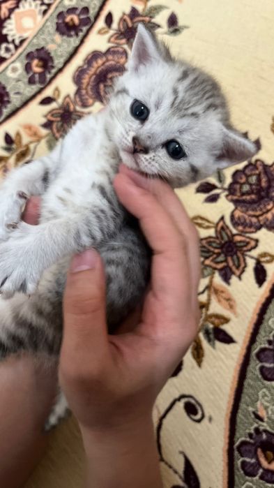 Котята Вислоухие