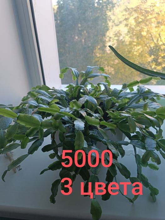 Продам Эухарис (амазонскую лилию)