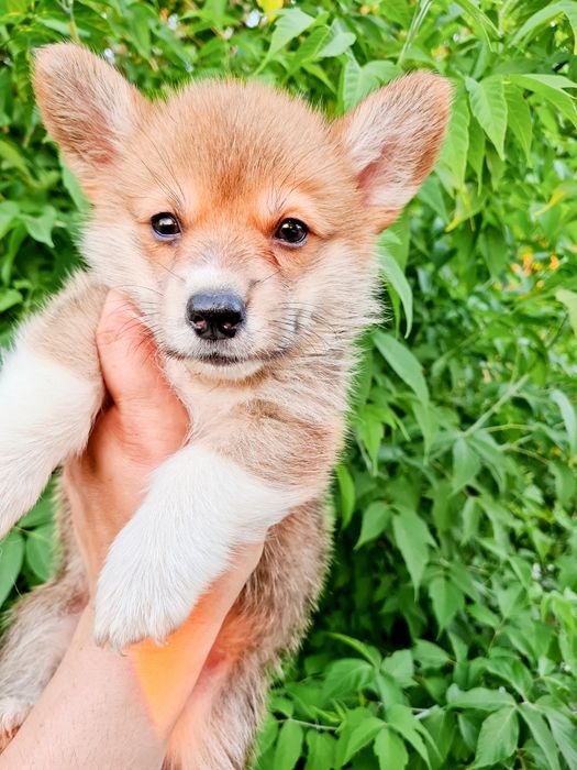 Продам очаровательных щенков корги.