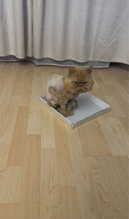 Подарявам мъжки персиец