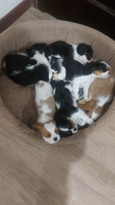 Кавалер Кинг Чарльз Спаниель