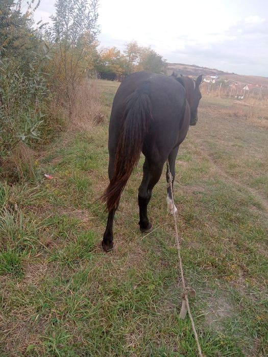 Vând cal de căruță urgent