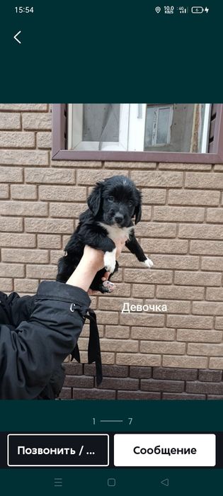 Продам щенка спаниель девочка