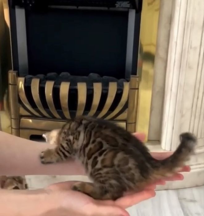 Срочно продам бенгалтского котенка