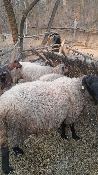 Vand oi si țap alpin