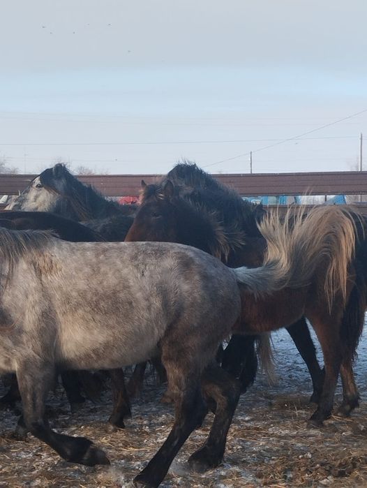 Семіз биелер сатылады