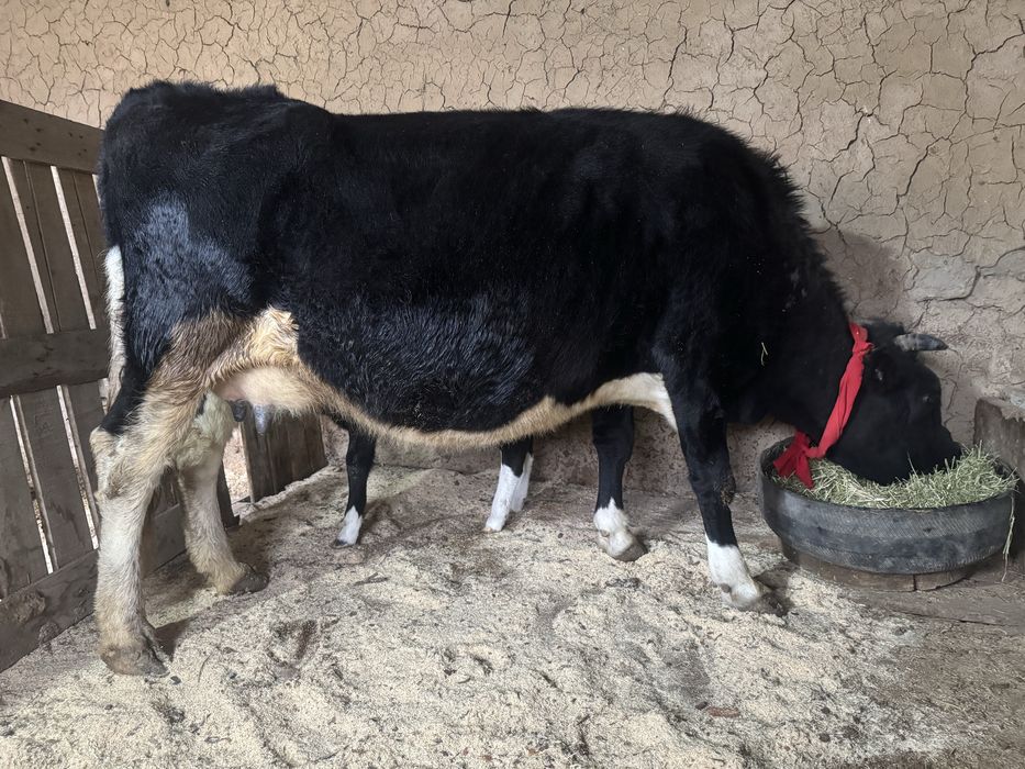 Бұзпулы сиыр 3 тума