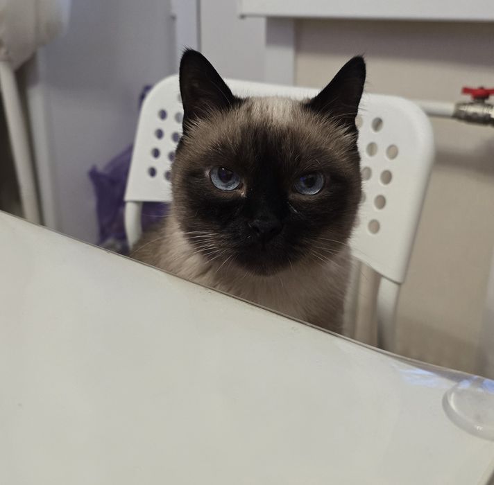 Отдам кота тайского
