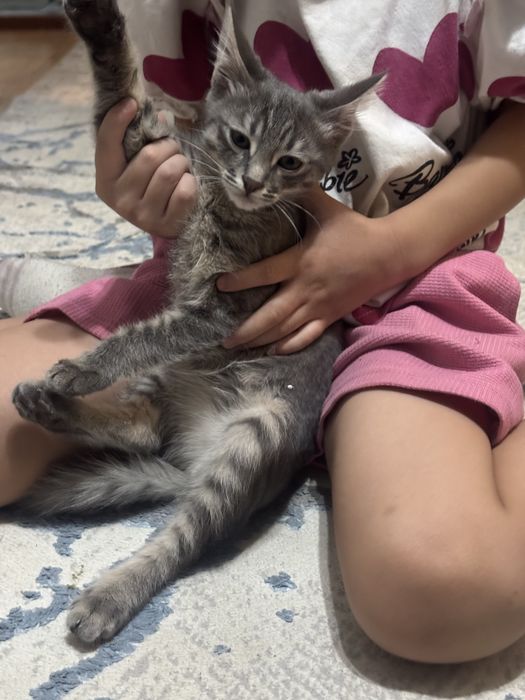Продам котенка срочно