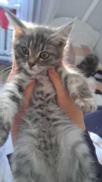 Котенок в добрые руки