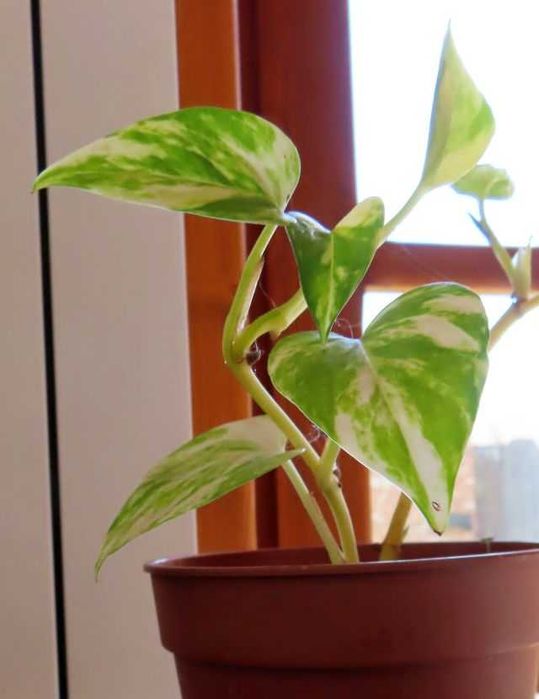 Golden Pothos - plantă nepretențioasă și frumoasă-vând sau schimb