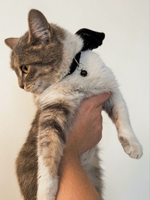 Кошкааааа кот Афина