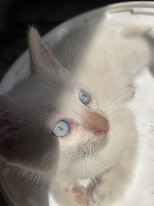 Отдам сладких котят