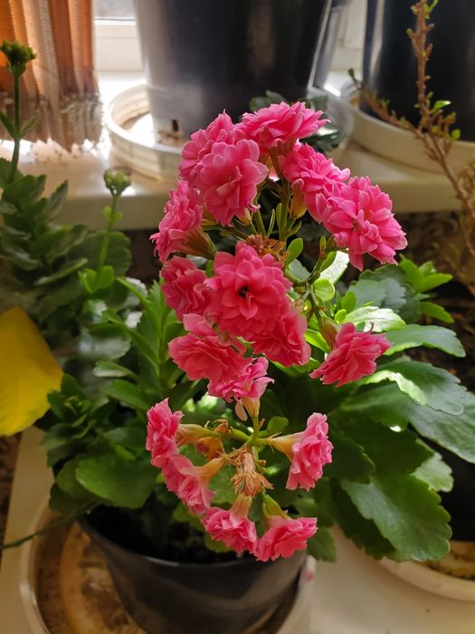 Домашние  цветы многа видов