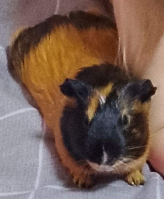 Продаются морские свинки.