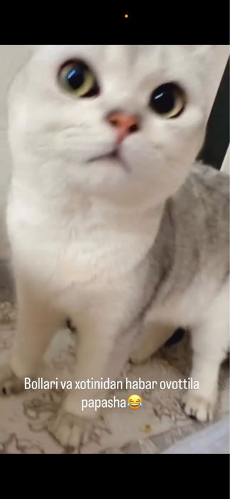 Mushuklar sotiladi. Britanskiy shinshilla srochno . Erkak, ayol. Bola