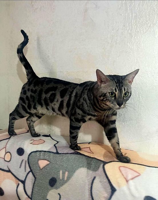 Бенгальские котята