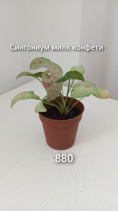 Үй гүлдері/Комнатные растения