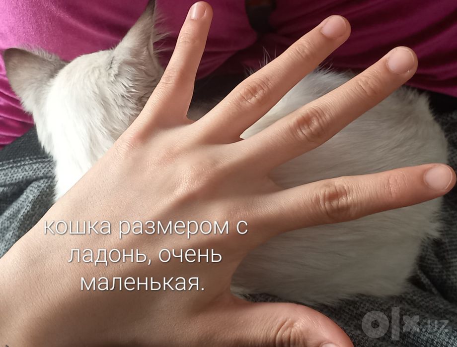 Тайская сиамская кошка/ Линкс-пойнт.
