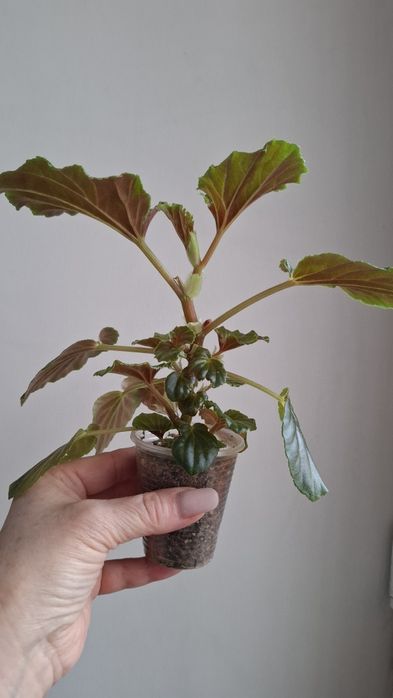 Комнатные цветы разные