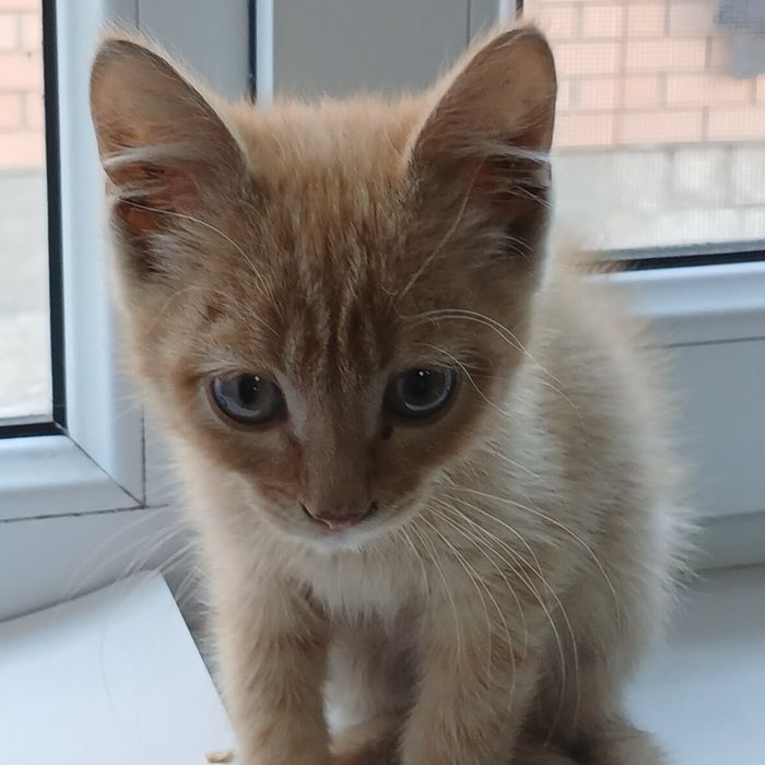 Отдам  котёнка  в добрые  руки