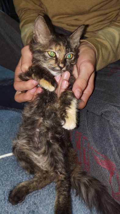 Отдам даром, только в добрые руки