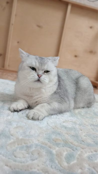 Шотландский кошка