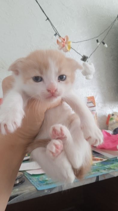 Отдам котят в добрые руки 1 месяц