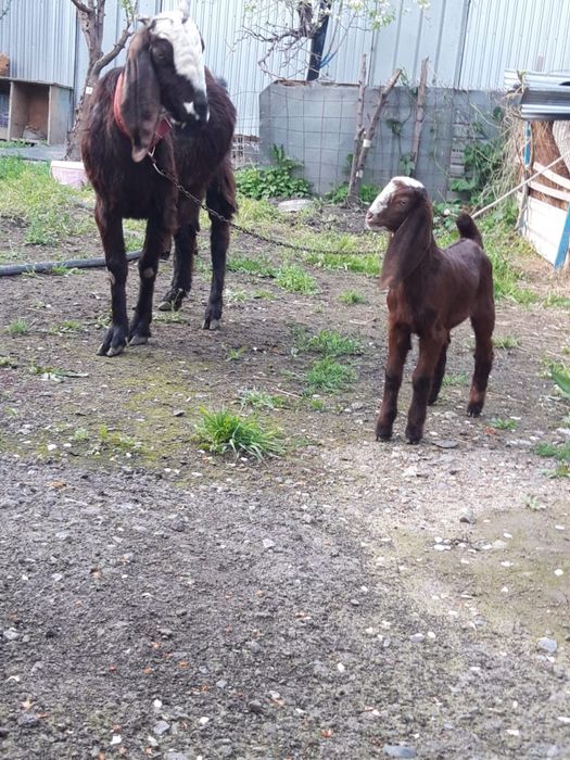 Продам коз битал