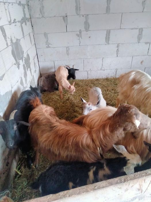 Vand Capre pret bun
