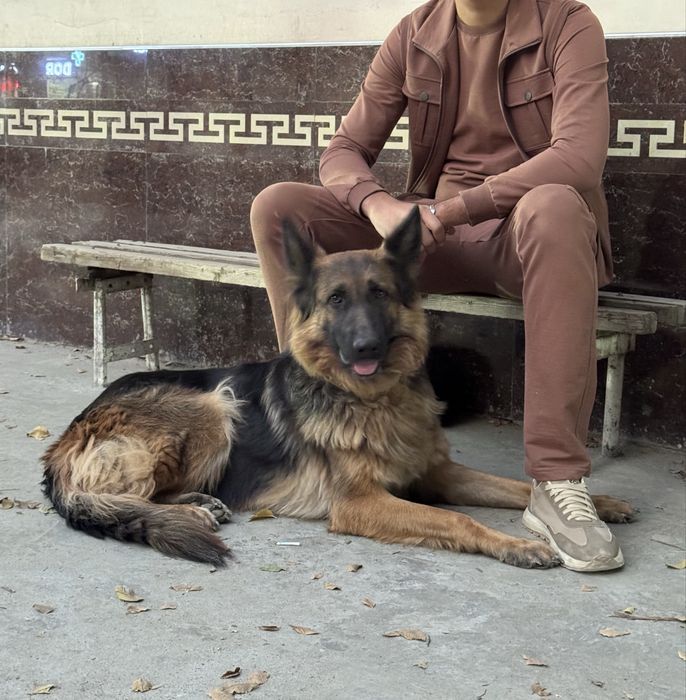 Nemetski afcharka 100$ bulishi