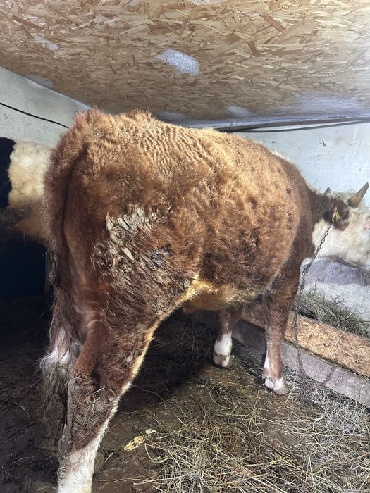 Молодняк на откорме