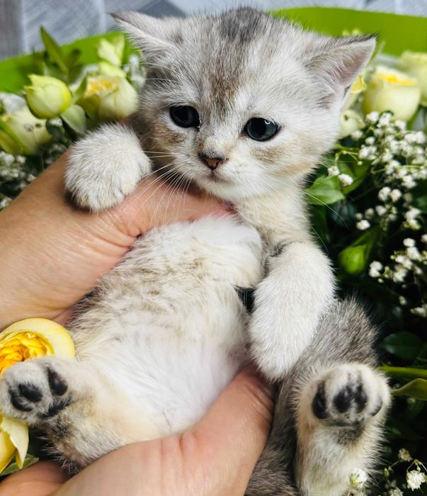 шиншилла плюшевые малыши