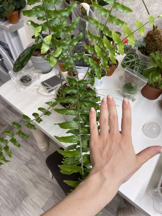 Нефролепсис папоротник