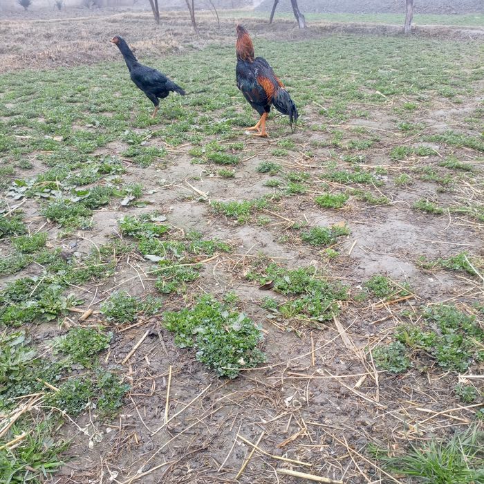 Kulangi xörozla sotiladi